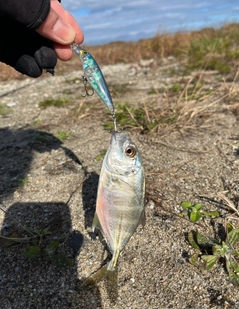 メッキの釣果