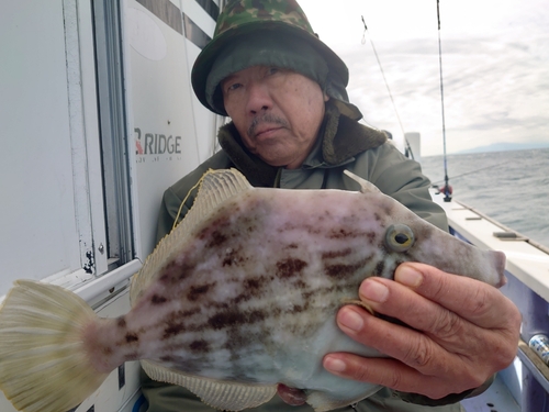 カワハギの釣果