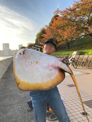 アカエイの釣果