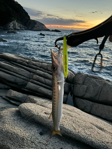 カマスの釣果