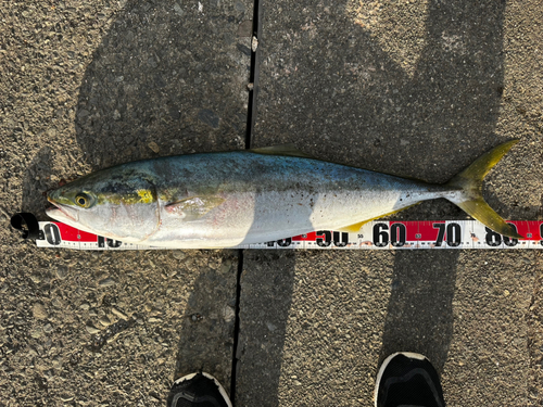 ブリの釣果