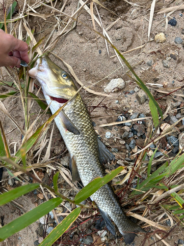 ニゴイの釣果