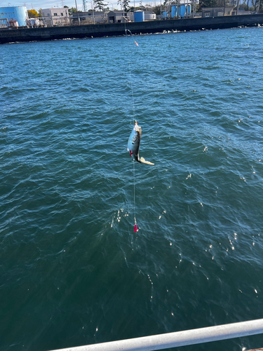 コノシロの釣果