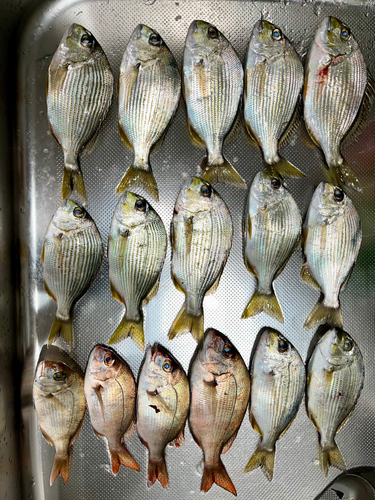 ヘダイの釣果