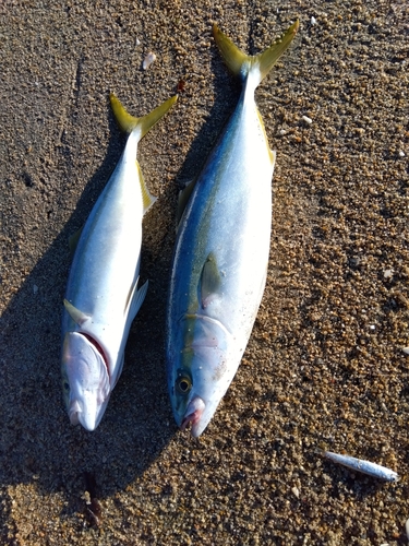 イナダの釣果