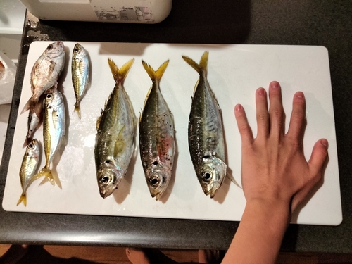 アジの釣果