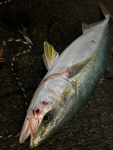 ヤズの釣果