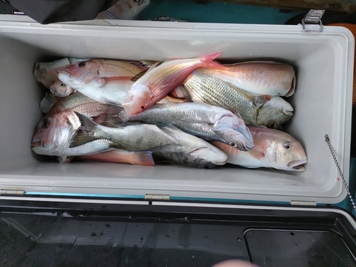 マダイの釣果