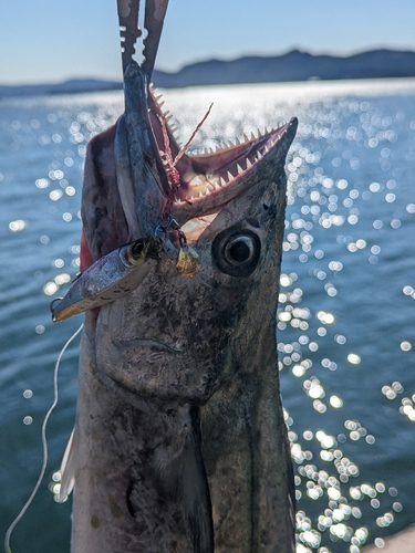 サゴシの釣果