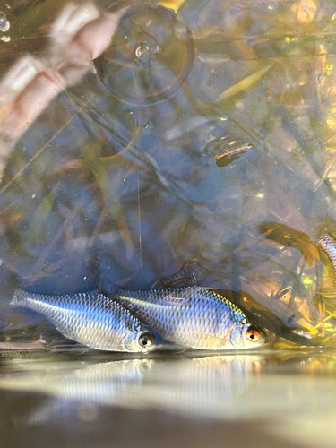 タイリクバラタナゴの釣果