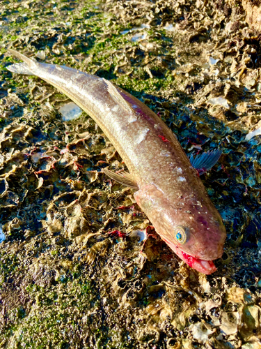 エソの釣果