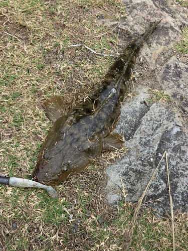 マゴチの釣果