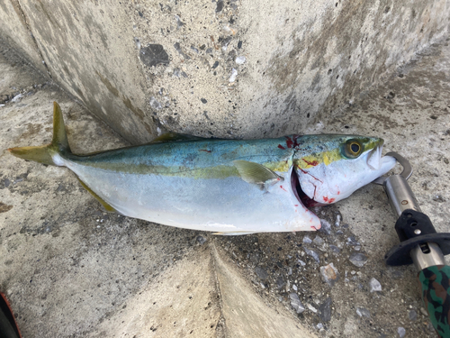 ワカシの釣果