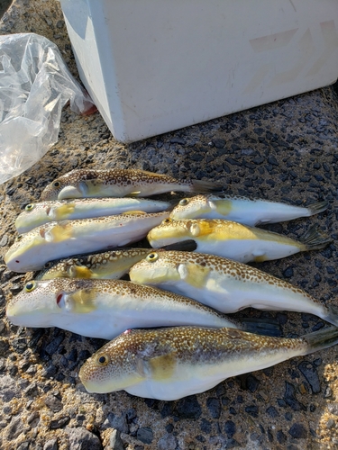 ショウサイフグの釣果