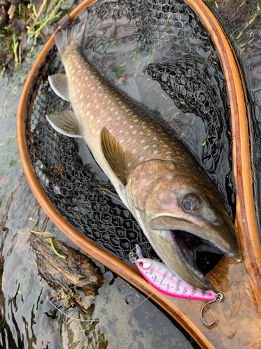 アメマスの釣果