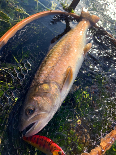 アメマスの釣果