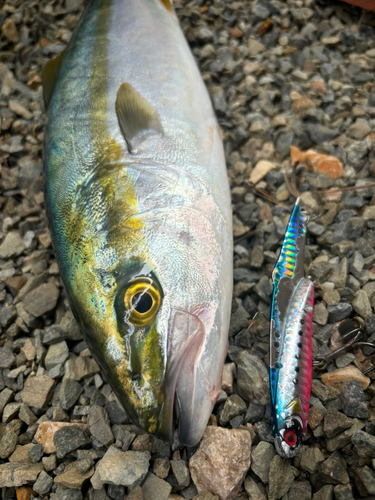 ハマチの釣果