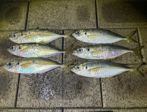 アジの釣果