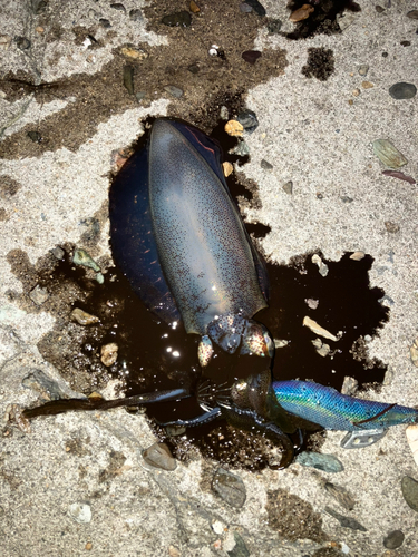 アオリイカの釣果