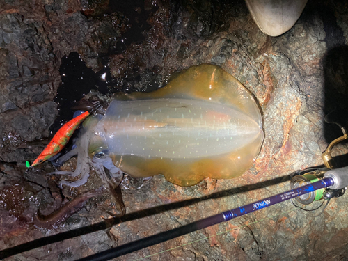 アオリイカの釣果