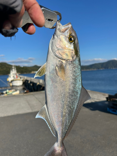 シオの釣果