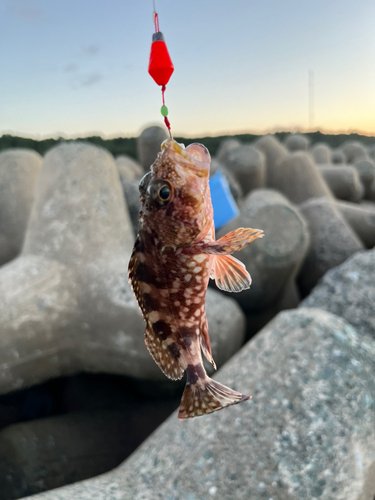 カサゴの釣果