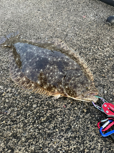 ヒラメの釣果