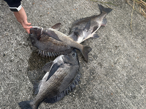 チヌの釣果