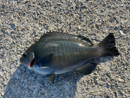 メジナの釣果