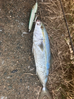 ツバスの釣果