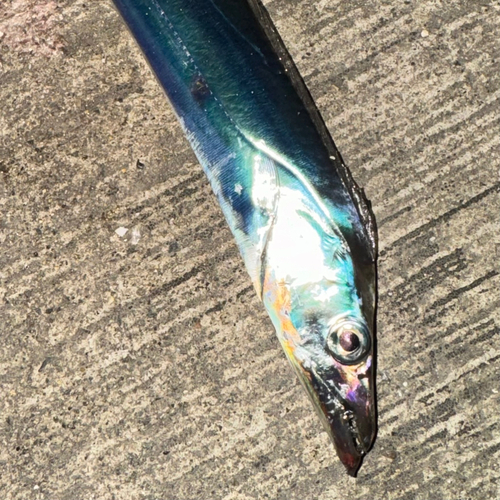 タチウオの釣果