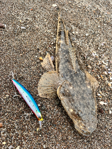 マゴチの釣果