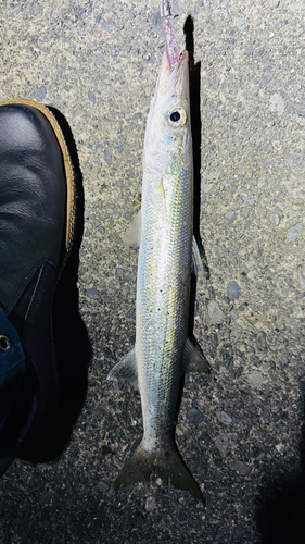 カマスの釣果