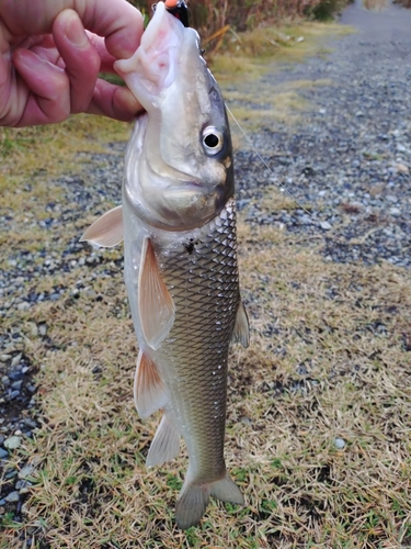 ニゴイの釣果