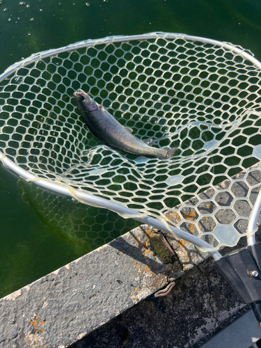 ニジマスの釣果