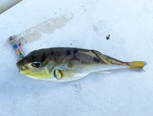 シロサバフグの釣果