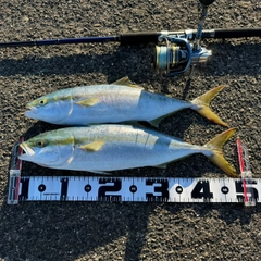 イナダの釣果