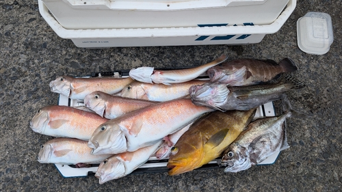 シロアマダイの釣果