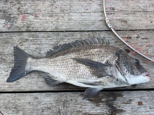 チヌの釣果