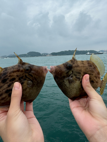 カワハギの釣果