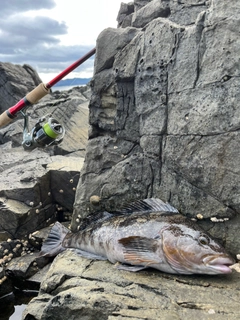 アイナメの釣果