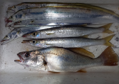 タチウオの釣果