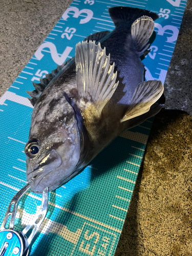 クロソイの釣果