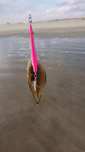 ウシノシタの釣果