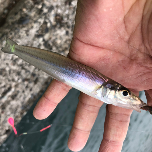 シロギスの釣果