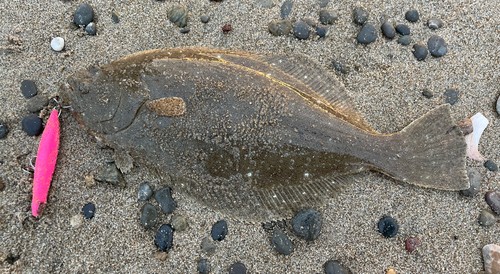 ソゲの釣果