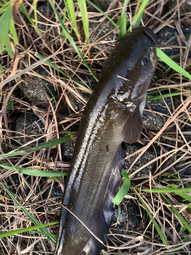 ナマズの釣果