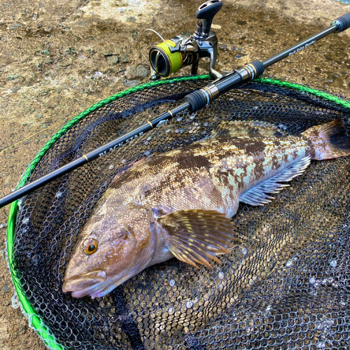 アイナメの釣果