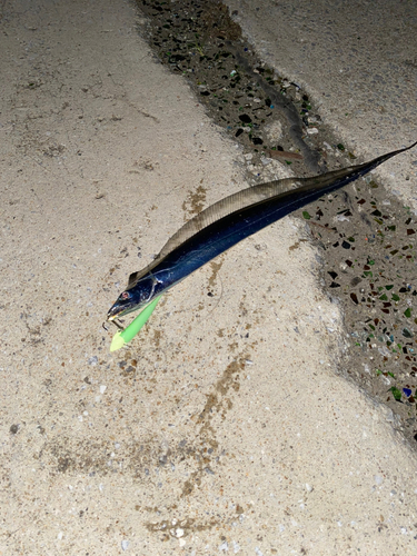 タチウオの釣果