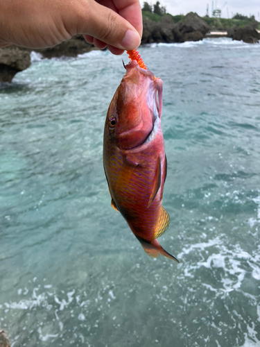 オジサンの釣果